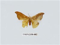 藏品(銀端帶鉤蛾)的圖片